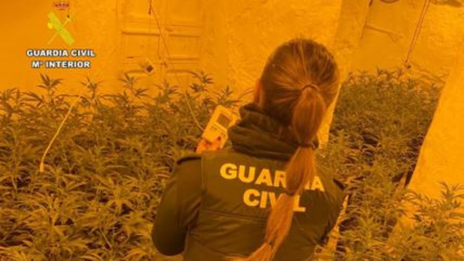 Una imatge de la plantació de marihuana de Sax