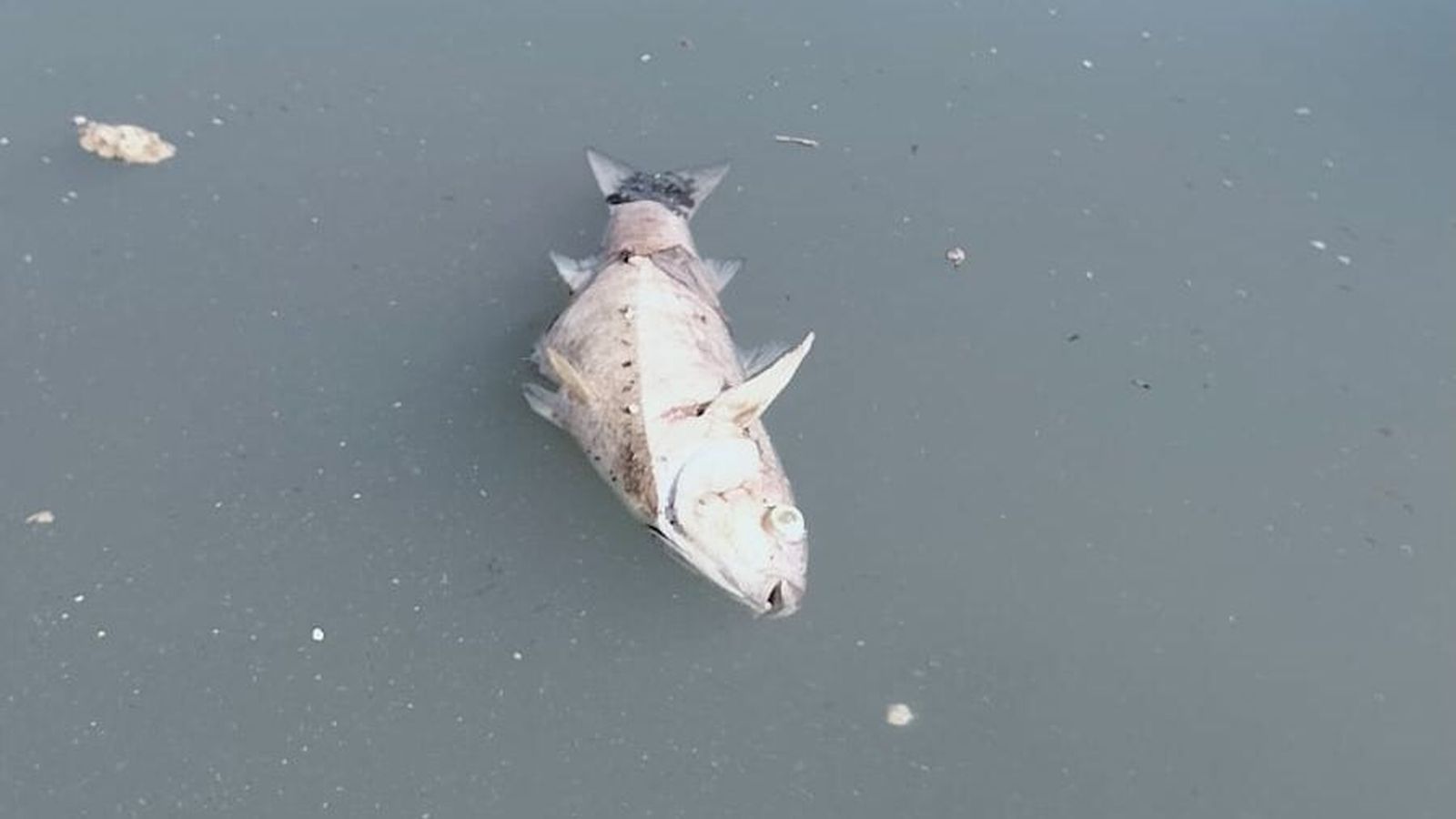Peixos morts a la desembocadura del riu Turia