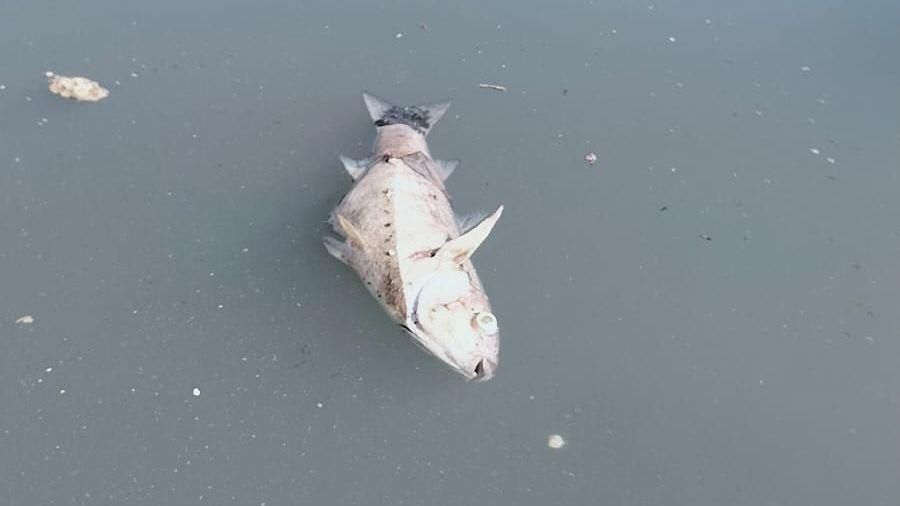 Peixos morts a la desembocadura del riu Turia Peixos morts a la desembocadura del riu Turia