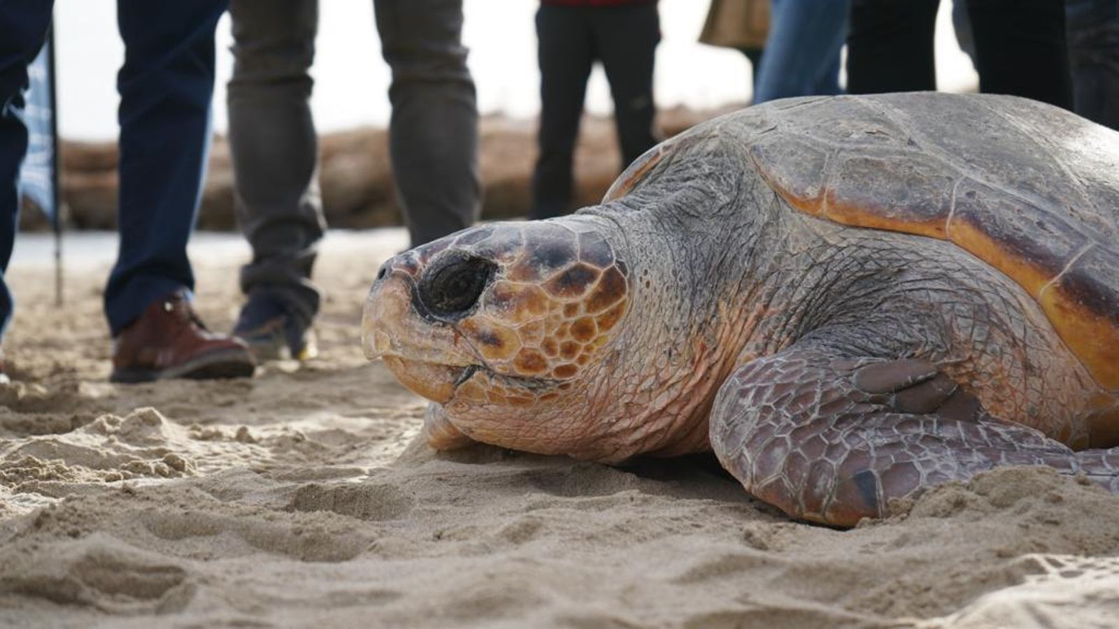 L'Oceanogràfic allibera la 777a tortuga babaua recuperada al seu centre, un exemplar de 80 quilos