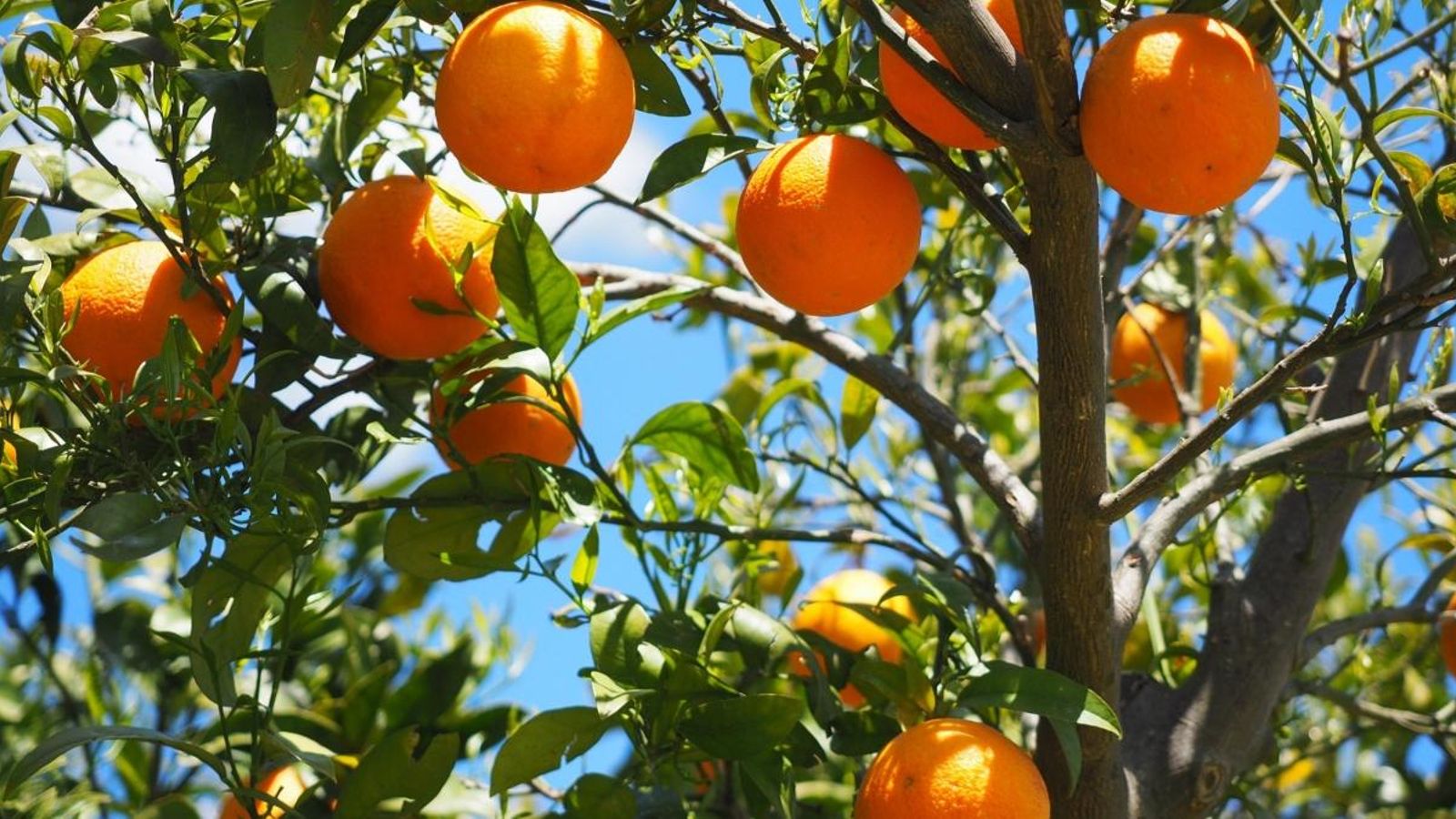 La Conselleria d’Agricultura preveu crear un ‘lobby’ en defensa del sector citrícola valencià La Conselleria d’Agricultura preveu crear un ‘lobby’ en defensa del sector citrícola valencià