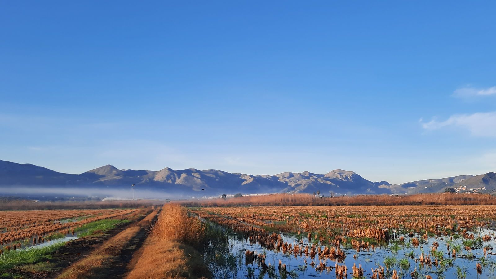 7.LA MARJAL DE PEGO OLIVA, FRANCESC PIERA
