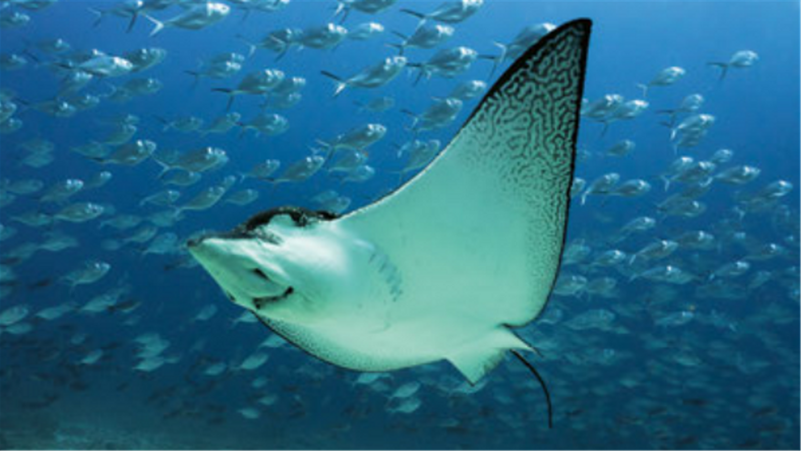 Les rajades oceàniques, una de les espècies amb la població més minvada en l'últim segle