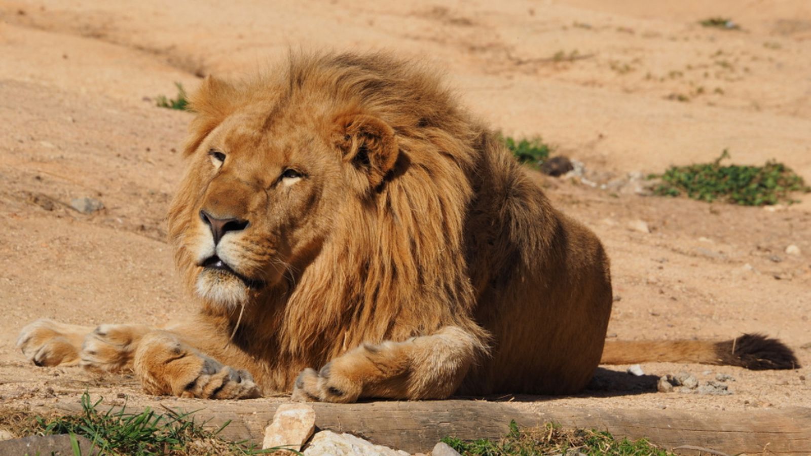 El lleó Lubando, que arribarà a València en els pròxims dies