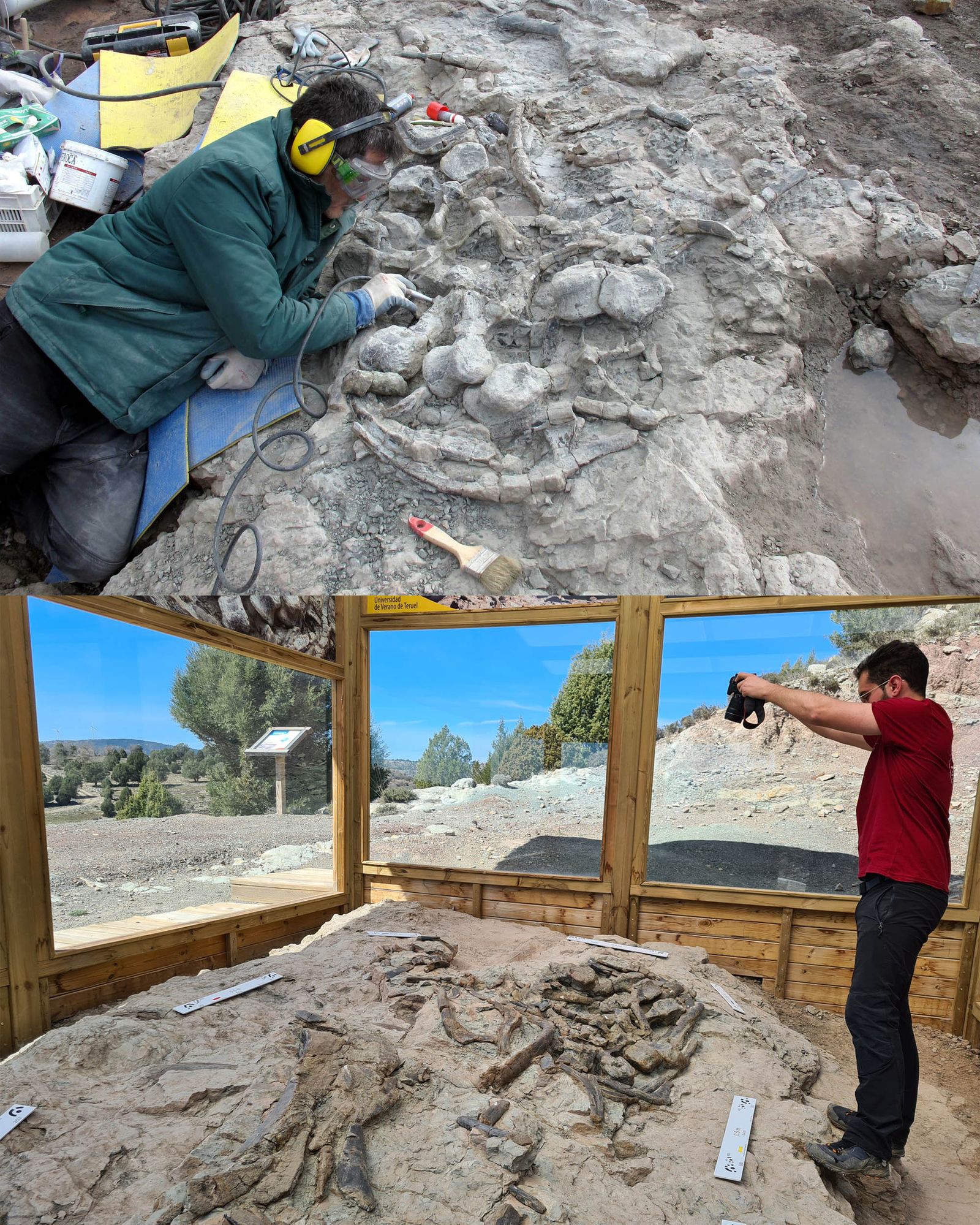 Un paleontòleg inspecciona les restes de l'estegosaure