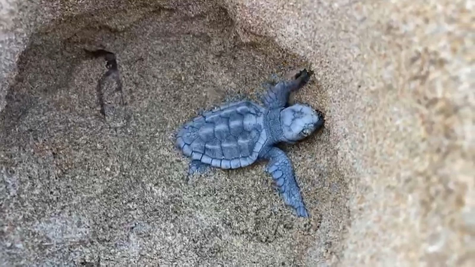 Naixen 72 tortugues d'un niu a la platja de les Albaranes de Dénia