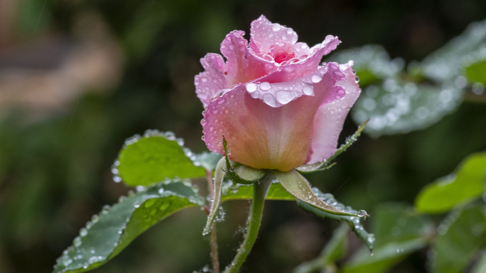 Bocairent, la Vall d'Albaida