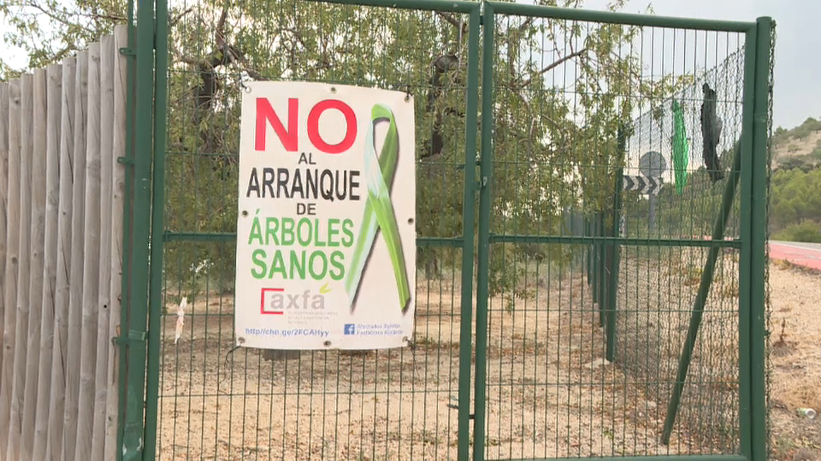 Els llauradors sol·liciten que s\'ajorne la destrucció dels ametlers infectats per la \'Xylella fastidiosa\'