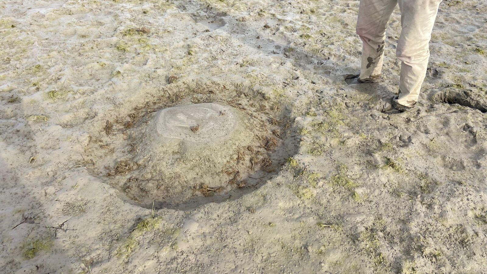 Danys provocats per l'avifauna en els arrossars de l'Albufera