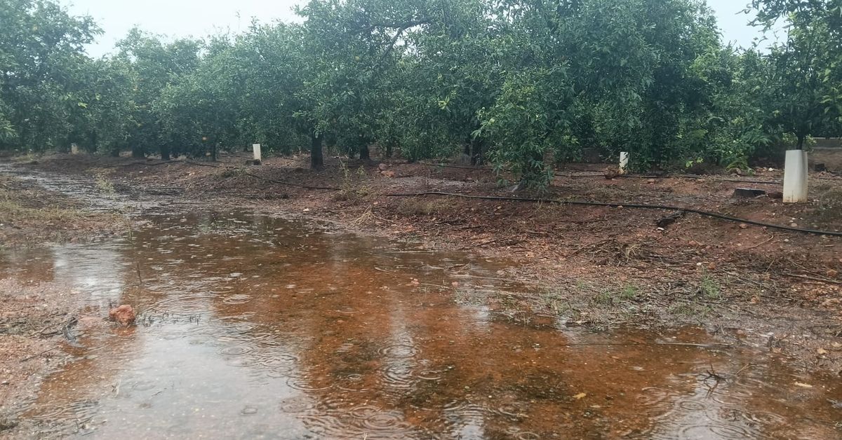 Hallan muerto a un agricultor en la Marjal de Pego-Oliva e investigan si tiene relación con la dana