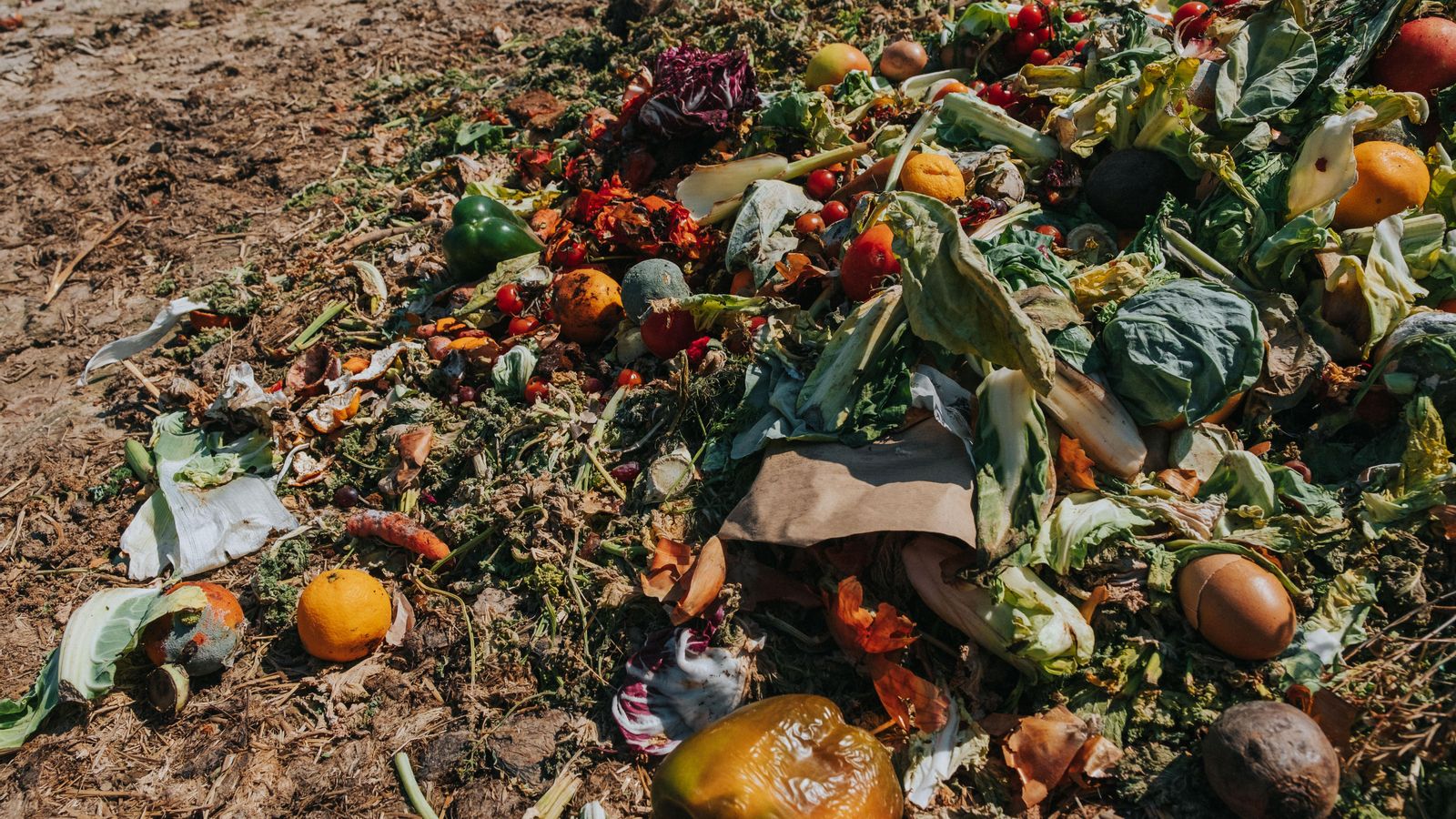 Rebuig de vegetals en un camp, que no han arribat a la cadena de distribució