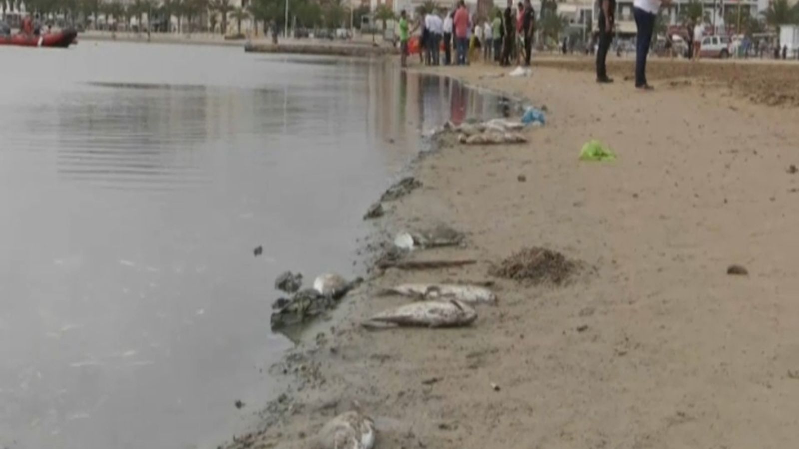 Peixos morts al Mar Menor