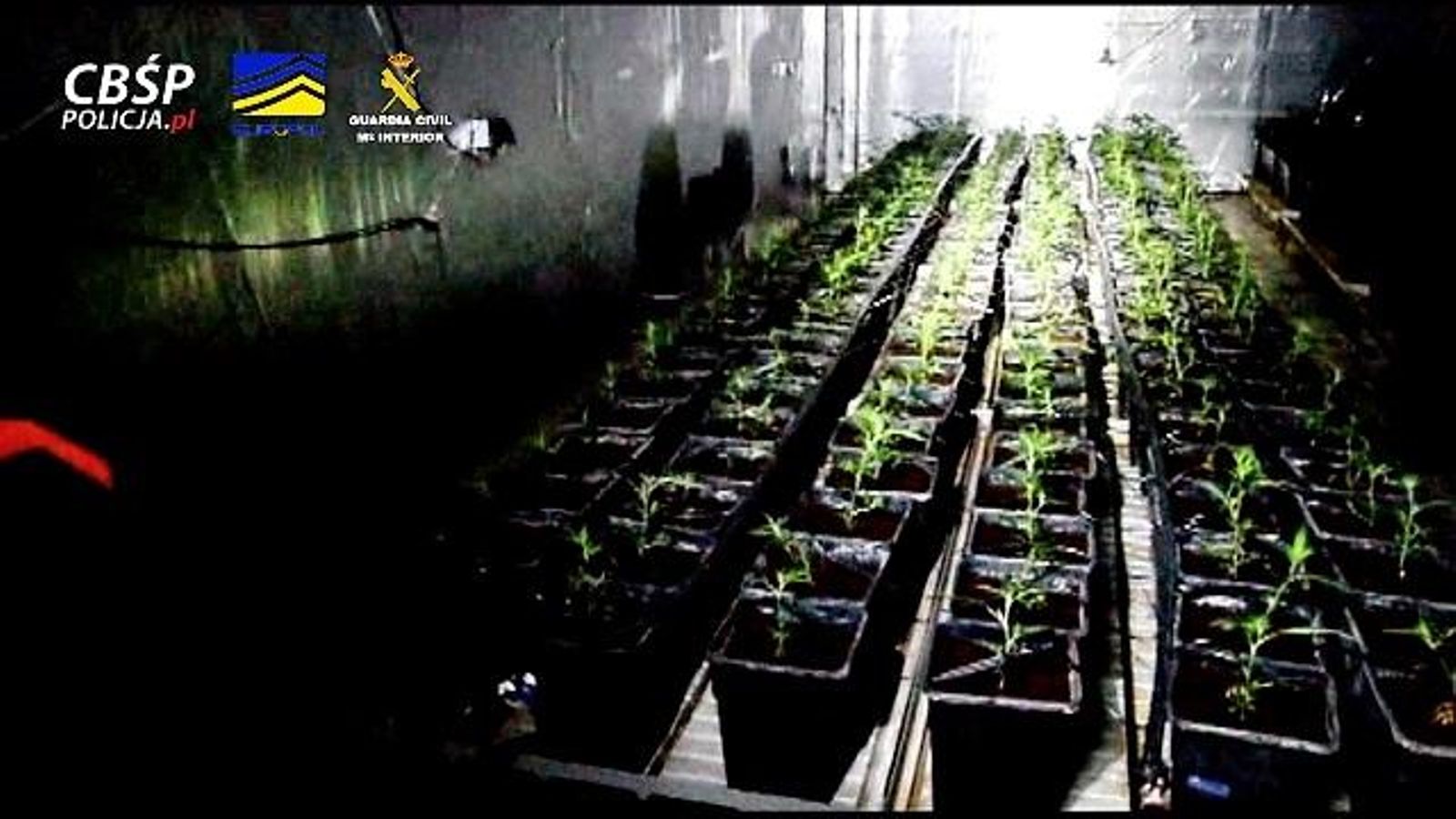 Una de les plantacions de marihuana que ha desmantellat la Guàrdia Civil Una de les plantacions de marihuana que ha desmantellat la Guàrdia Civil