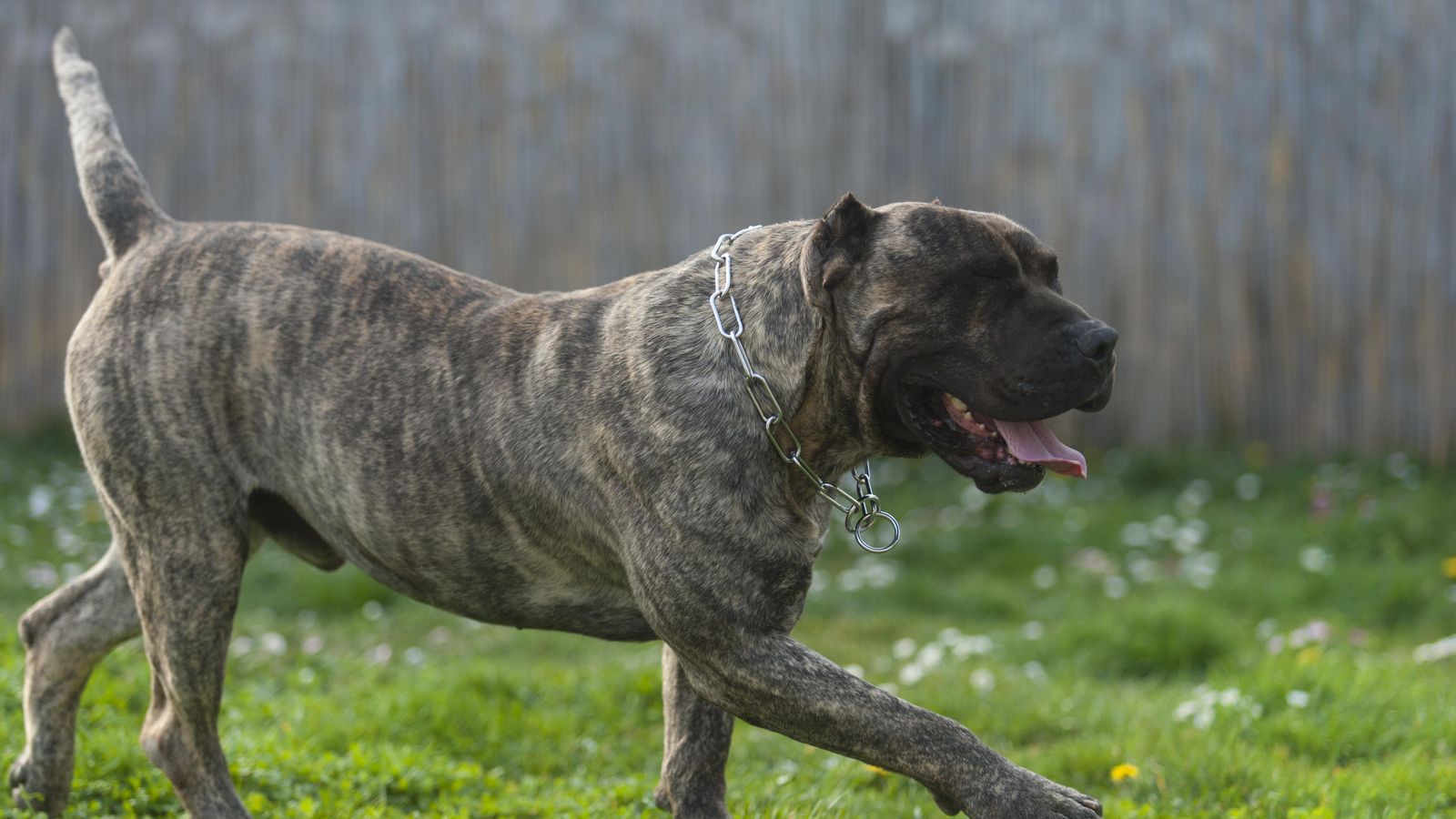 Dogo argentí