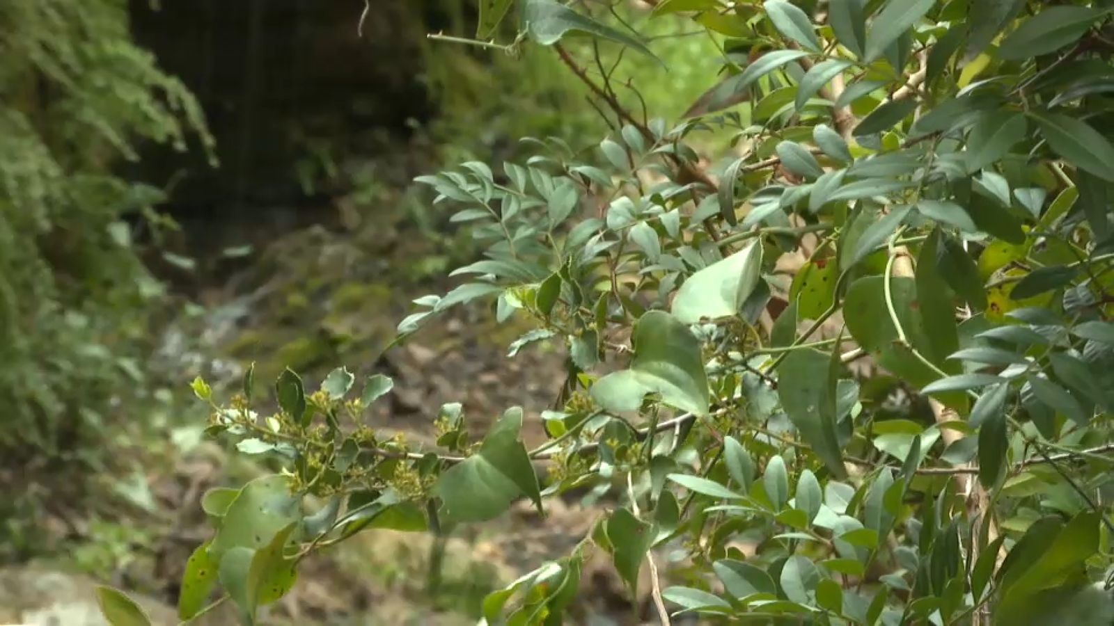 La sarsa és la planta amb què s’elaborava antigament la sarsaparrella