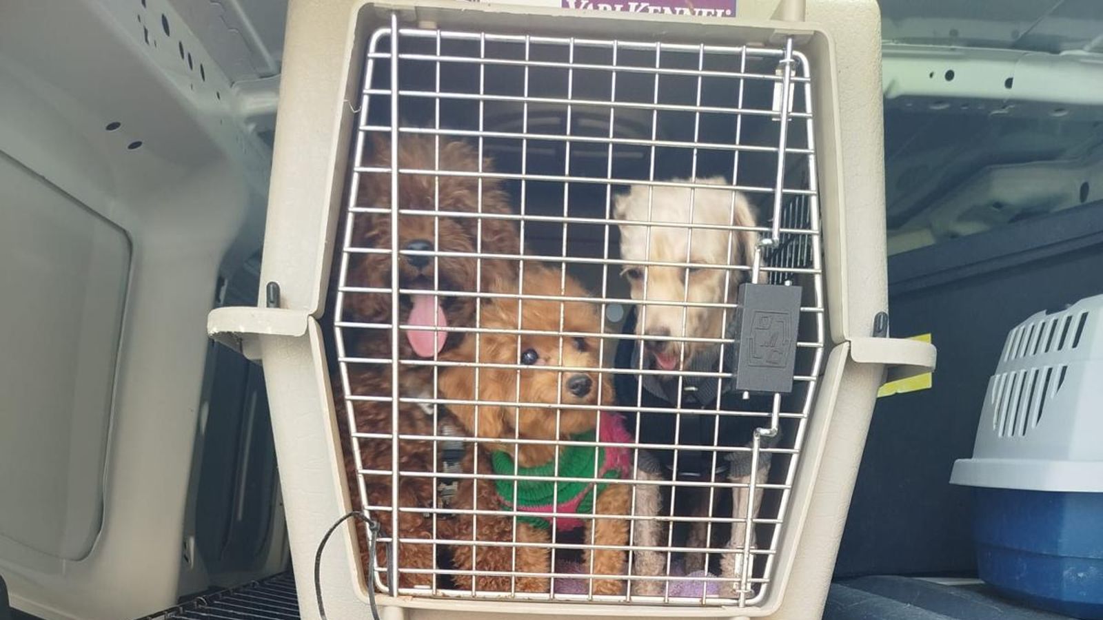 Gossos que hi havia a l'habitatge registrat