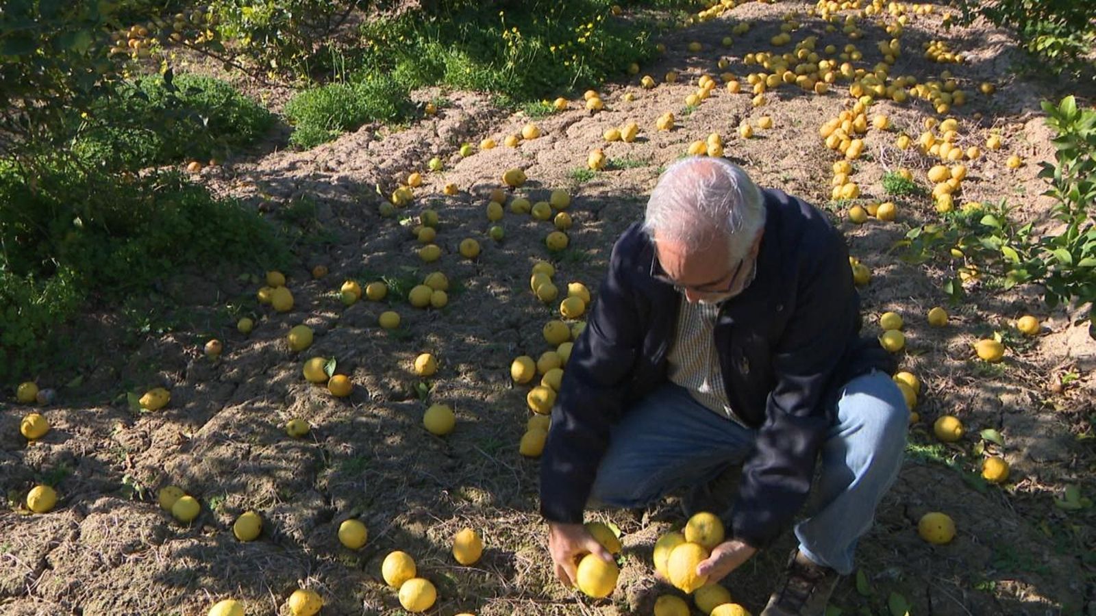 Pèrdues en un camp de llimes