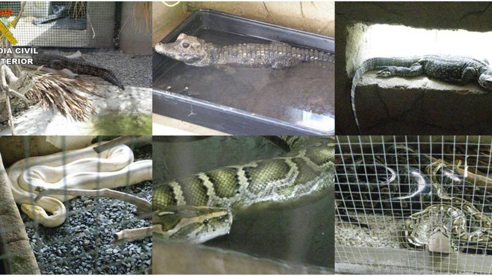 La Guàrdia Civil confisca 40 rèptils protegits en un criador il·legal d\'Alacant