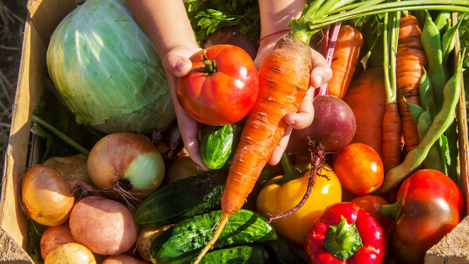 Verdures acabades de recollir del camp