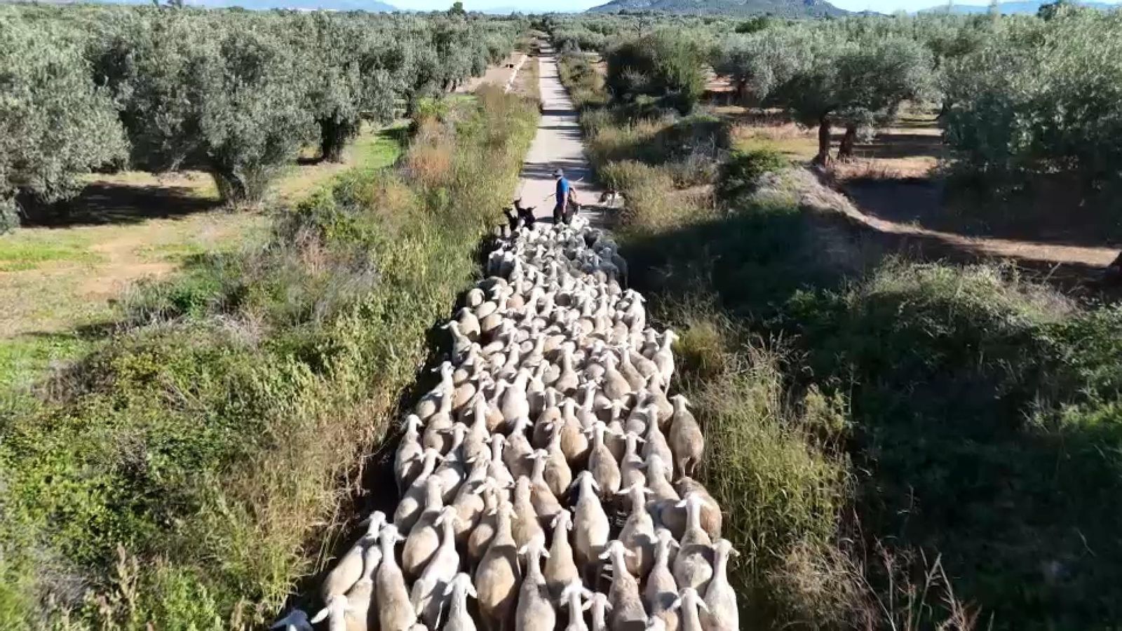La transhumància seguix viva