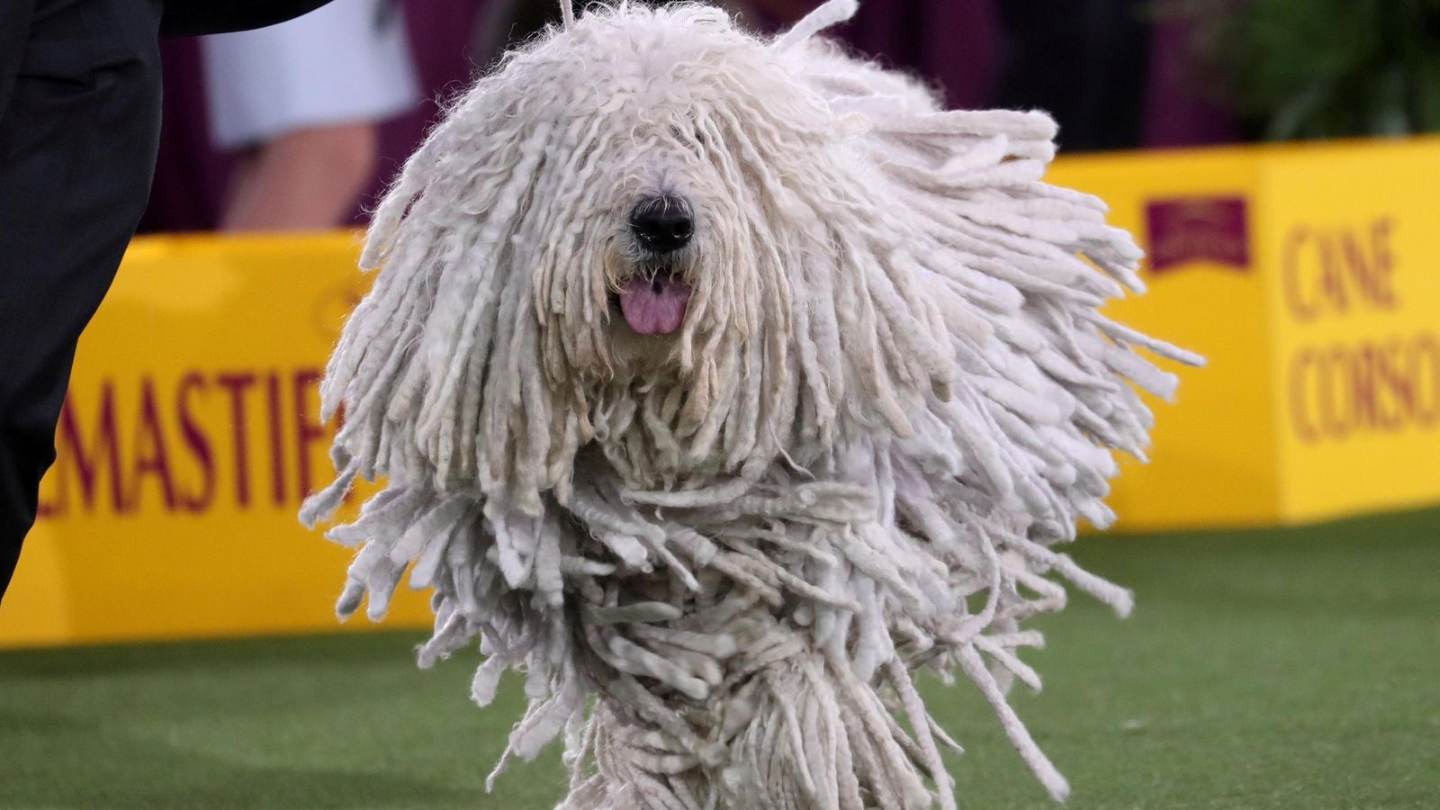 Attison, un gos Komondor