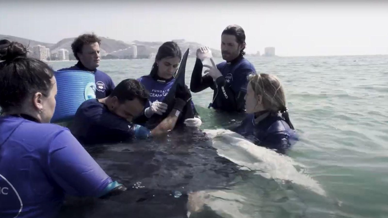 L'equip de rescat de l'Ocenogràfic tracta la manta varada a la platja de Cullera
