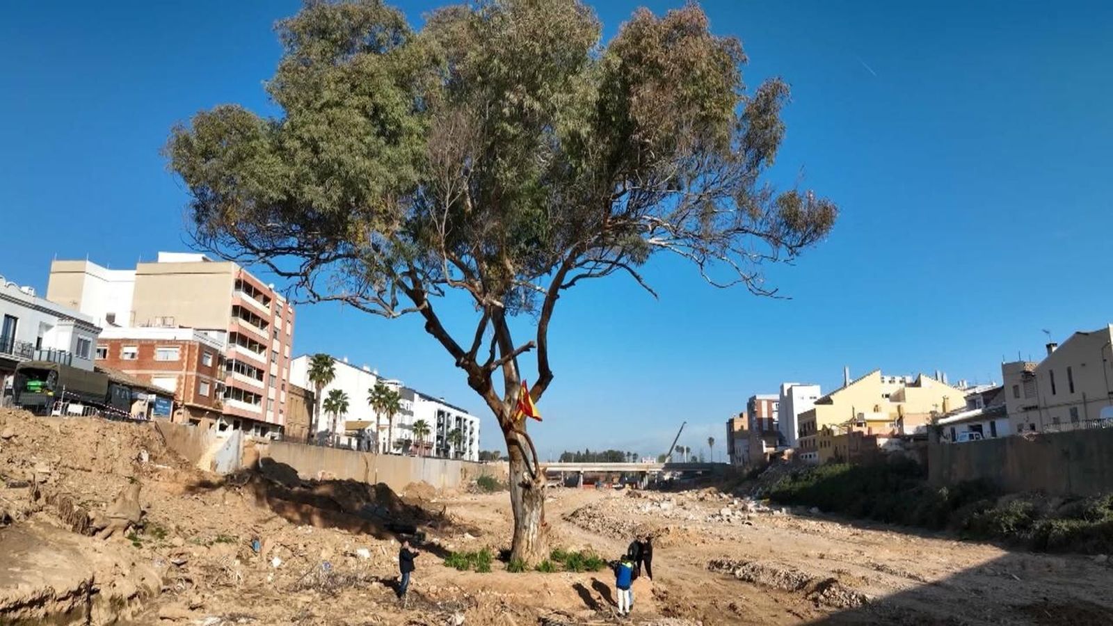 L'eucaliptus de Paiporta