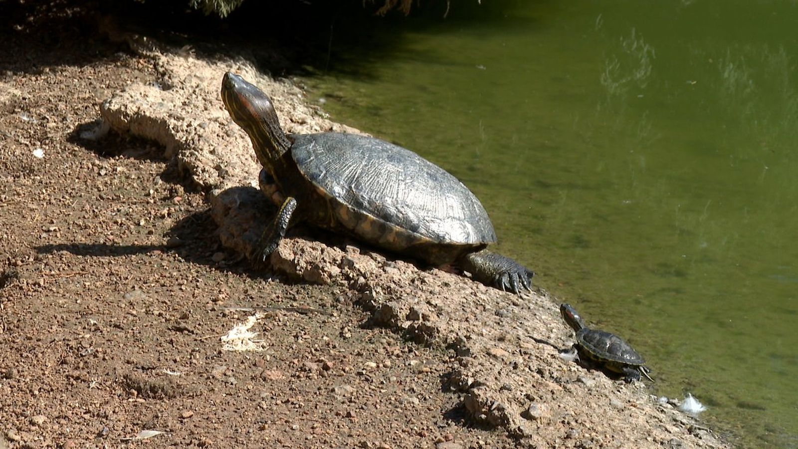 Drenen l'estany del parc Ribalta per a fer treballs de neteja