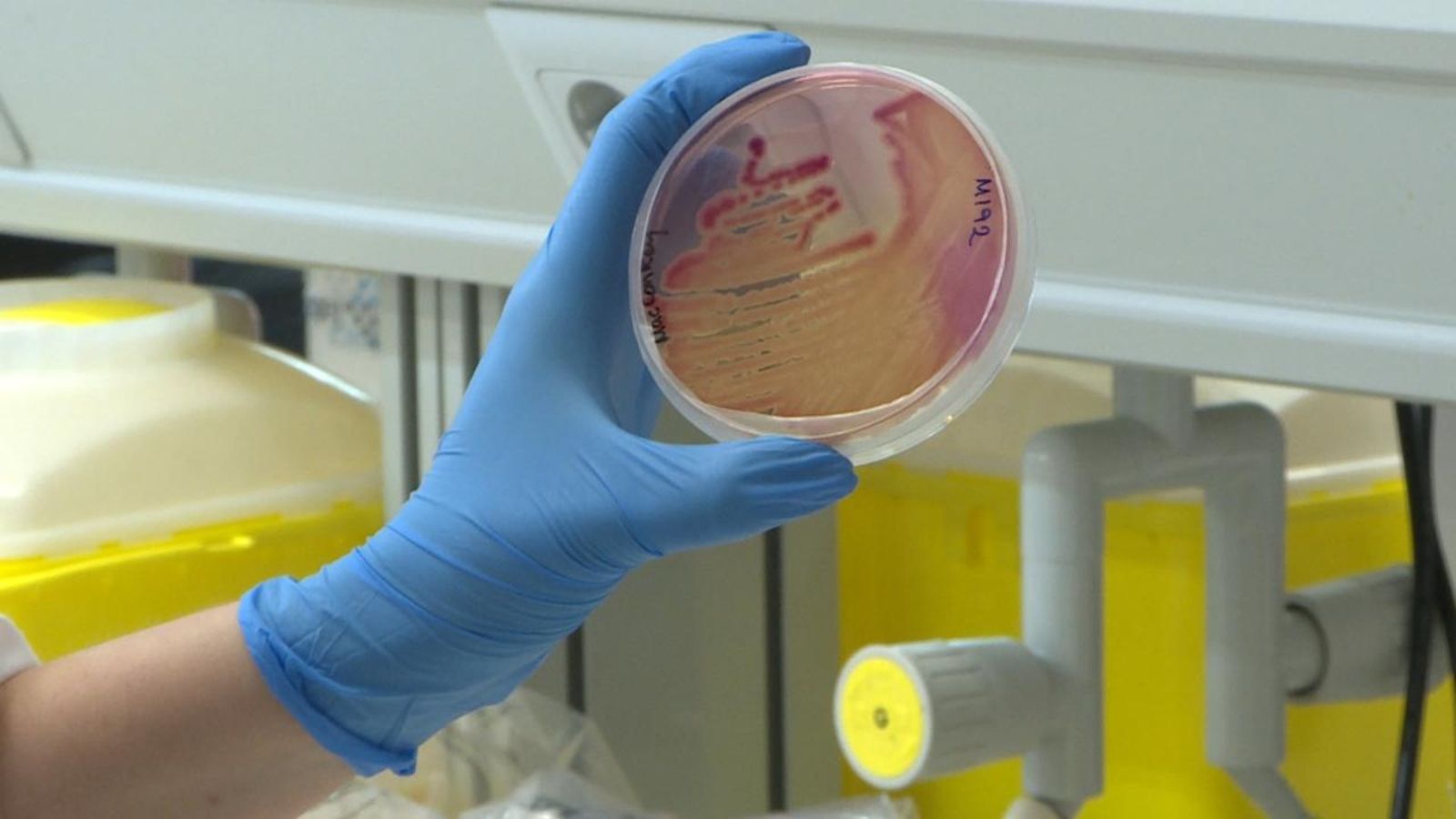 Imatge d'arxiu d'unes mostres de bacteris en un laboratori