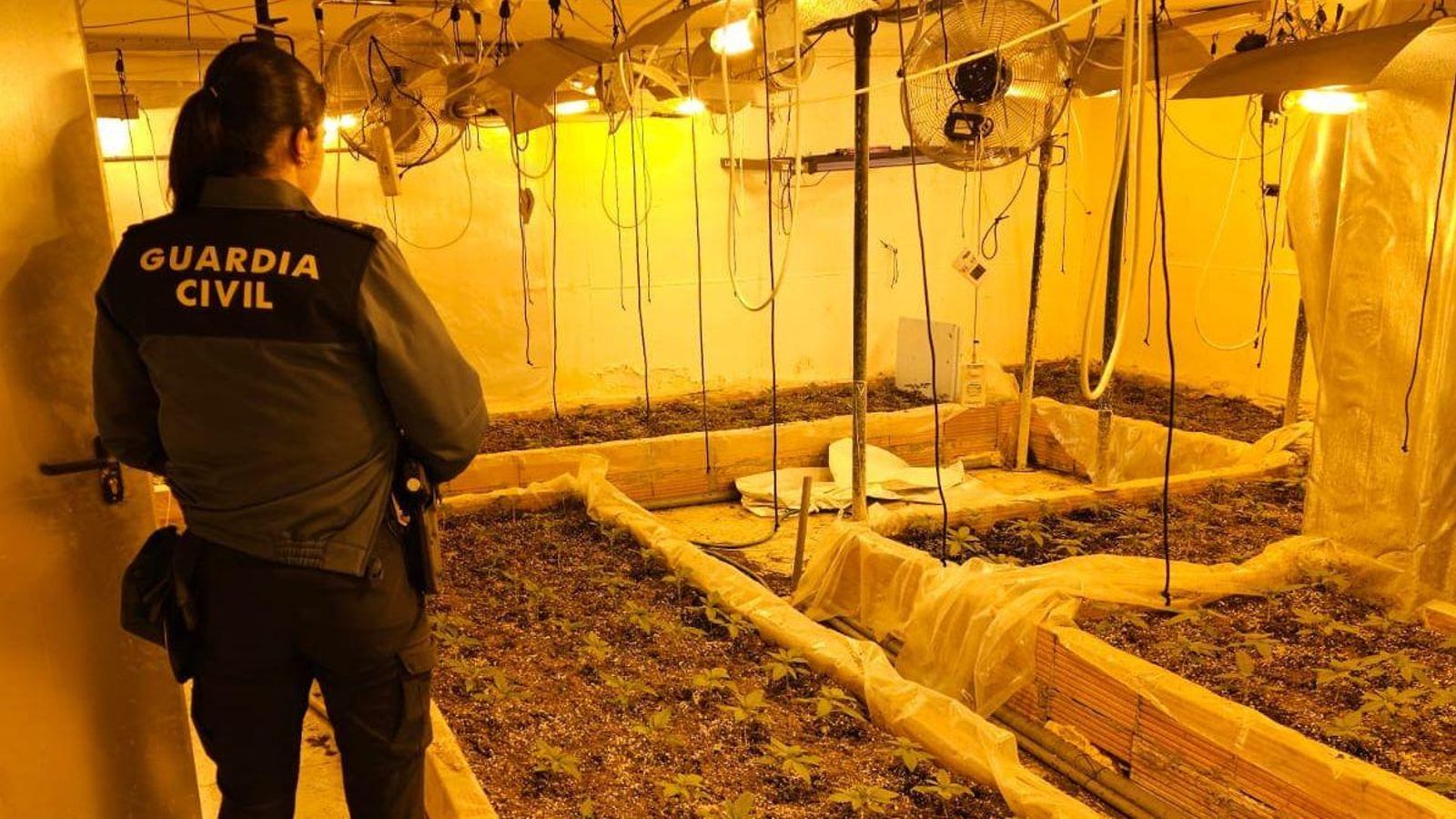 Part de les 400 plantes de marihuana que han descobert agents de la Guàrdia Civil