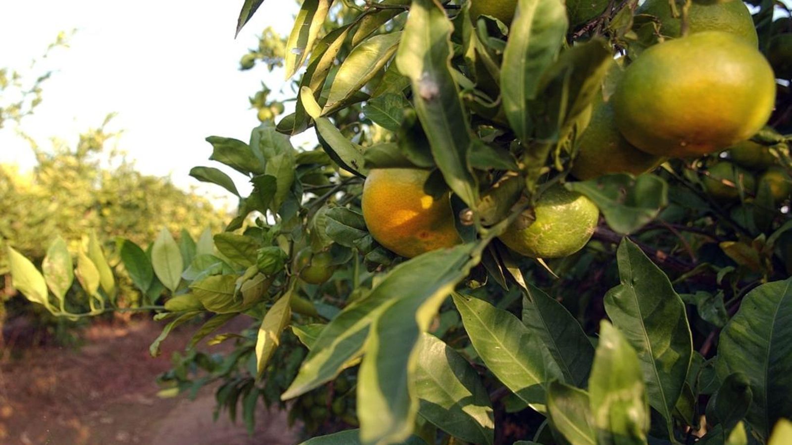 El retard en la maduració dels fruits i en l'arribada del fred a Europa, ha frenat l'inici del consum de cítrics en aquesta temporada