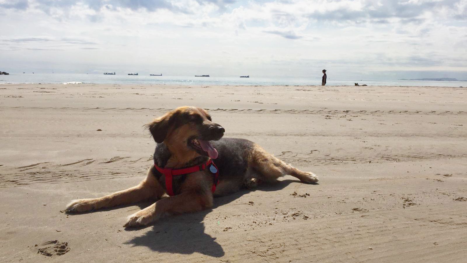 Platja de gossos de Pinedo