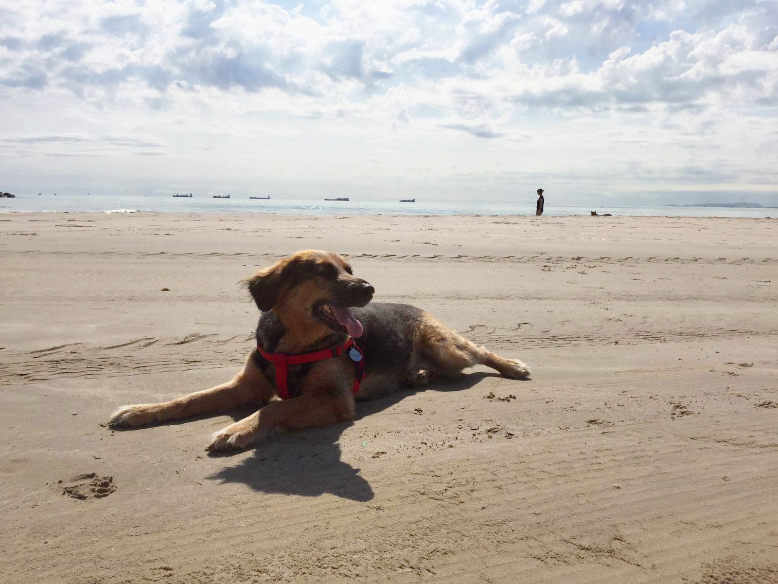 Platja de gossos de Pinedo