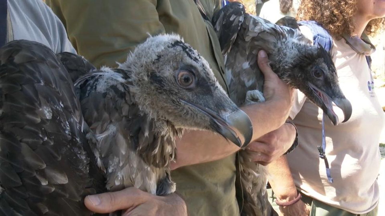 Transició Ecològica allibera a la Tinença de Benifassà dos nous trencalossos procedents d'Andalusia i Àustria