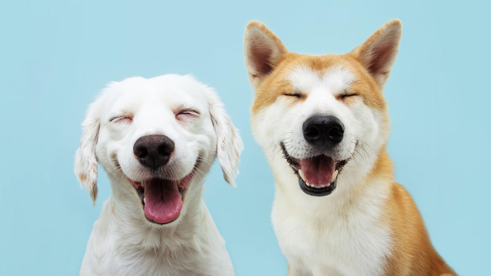 Una parella de gossos