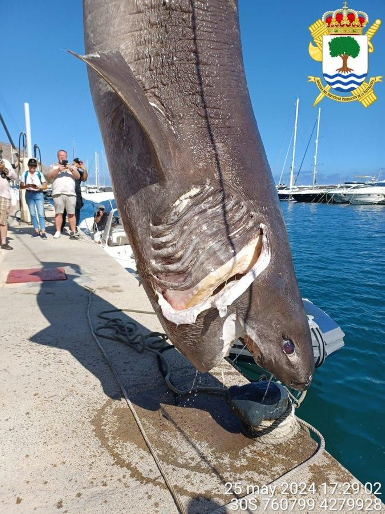 Femella de bocadolça de 4,61 metres de longitud