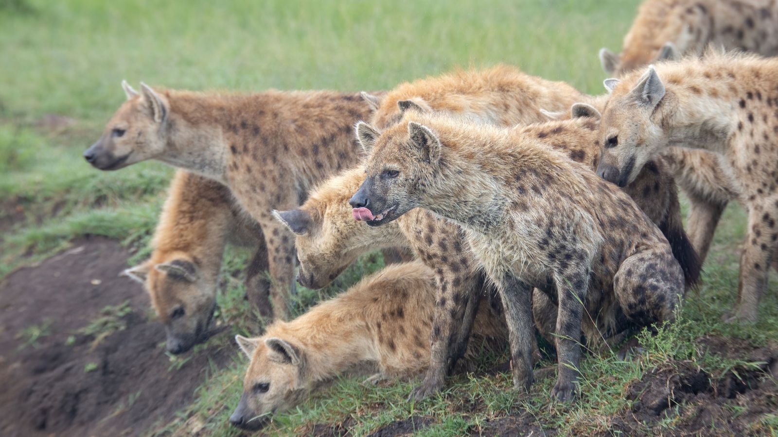 Hienes en una imatge d'arxiu