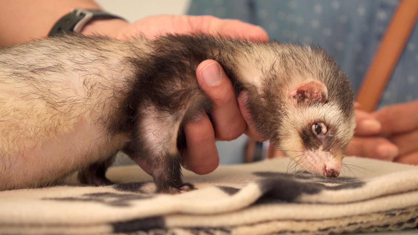 Animalades | Edat i vitalitat