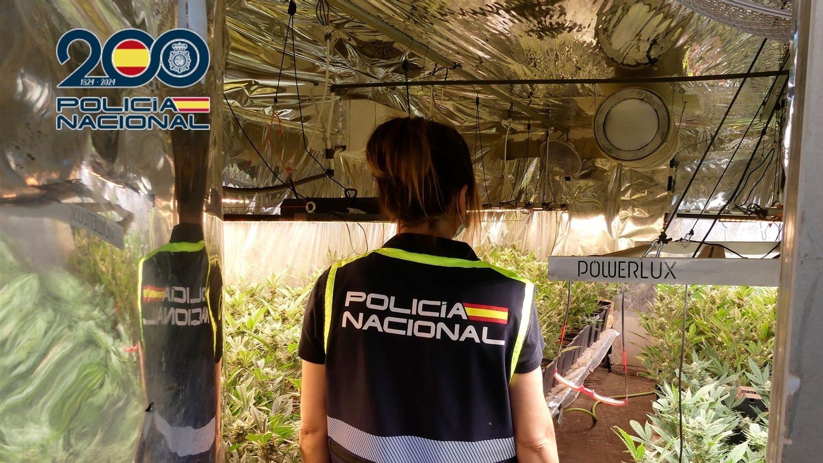 Plantació de marihuana a una finca de Petrer