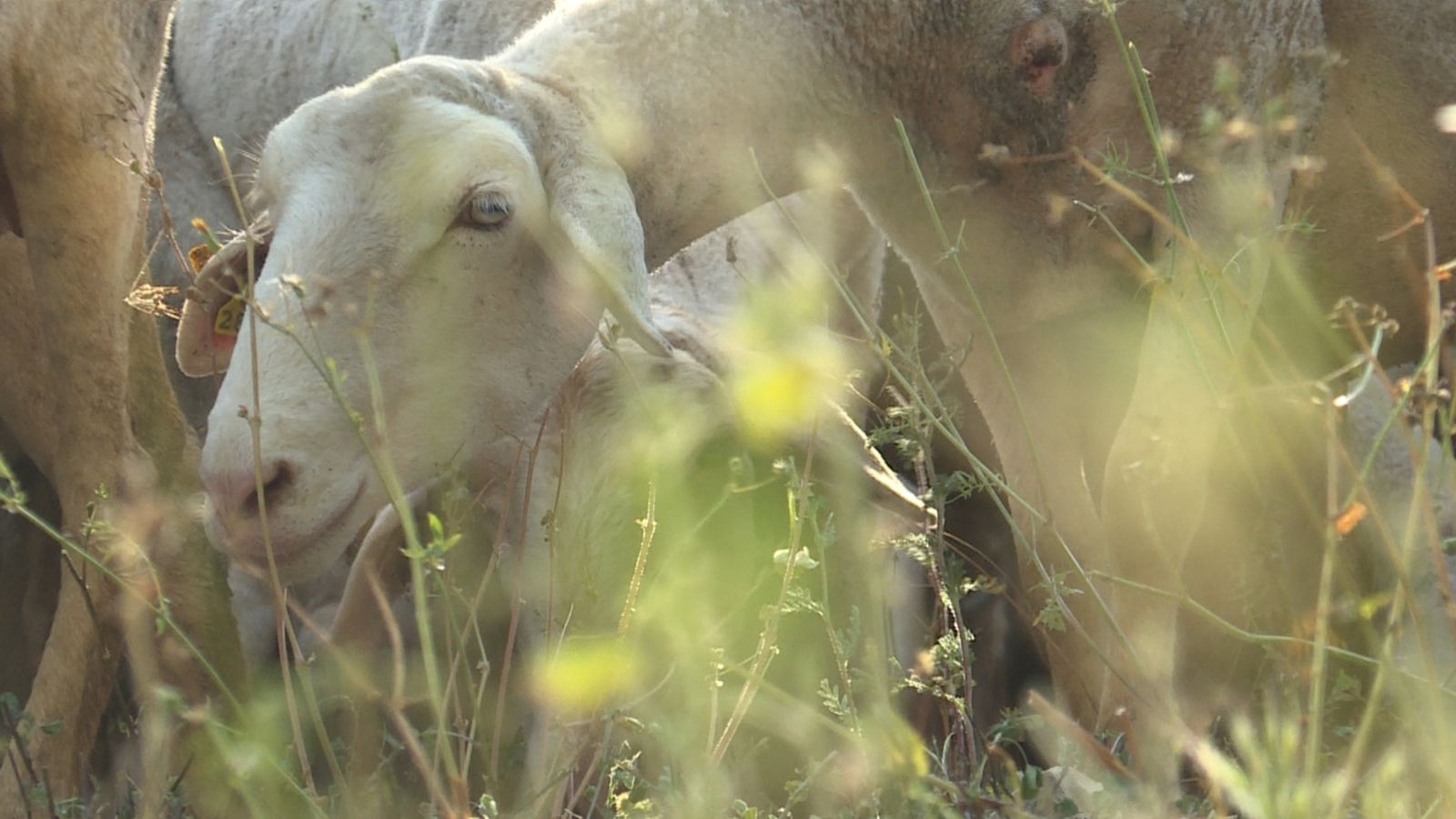 Una rabera pastura al Baix Maestrat des del mes d'octubre passat