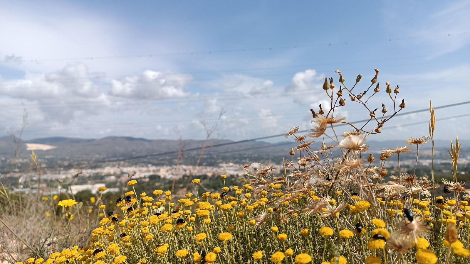 ONTINYENT, LA VALL D'ALBAIDA, SARI REVERT