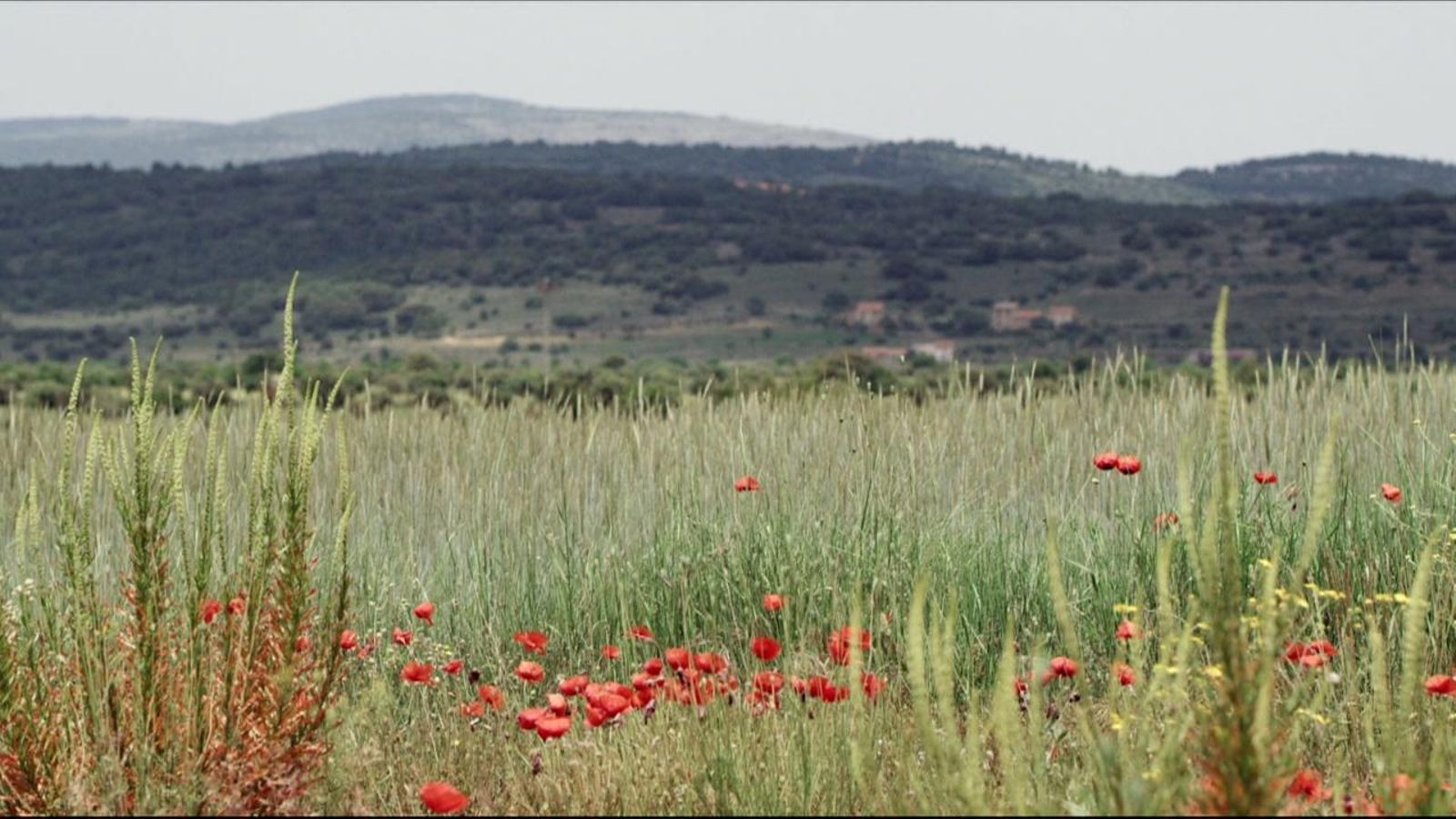 Quan he d’escriure ele geminada?