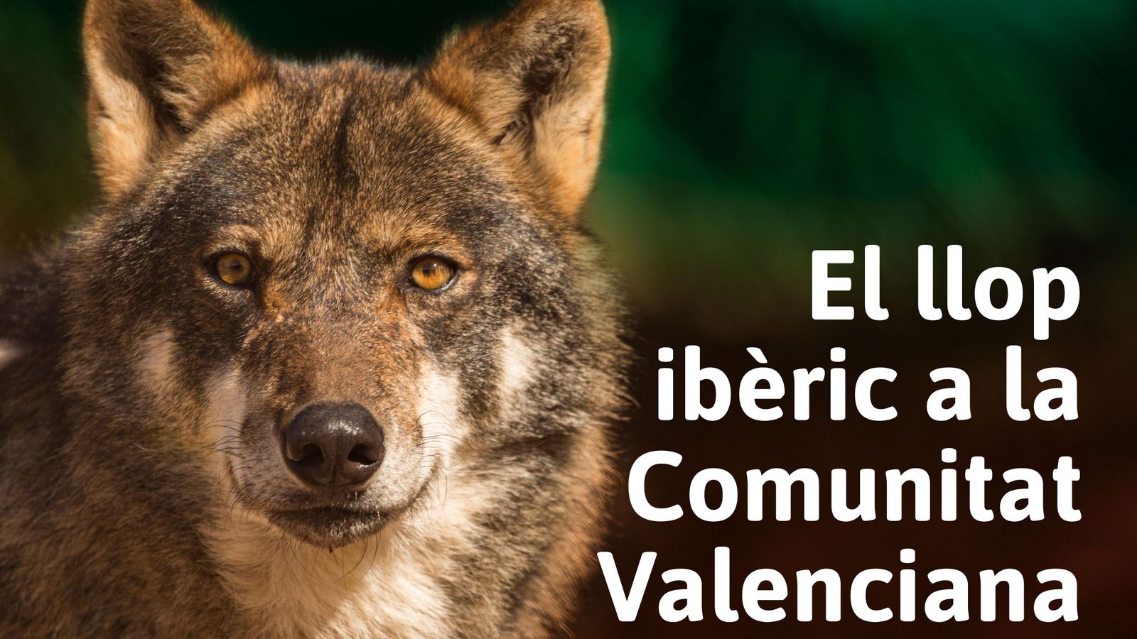 El llop ibèric a la Comunitat Valenciana