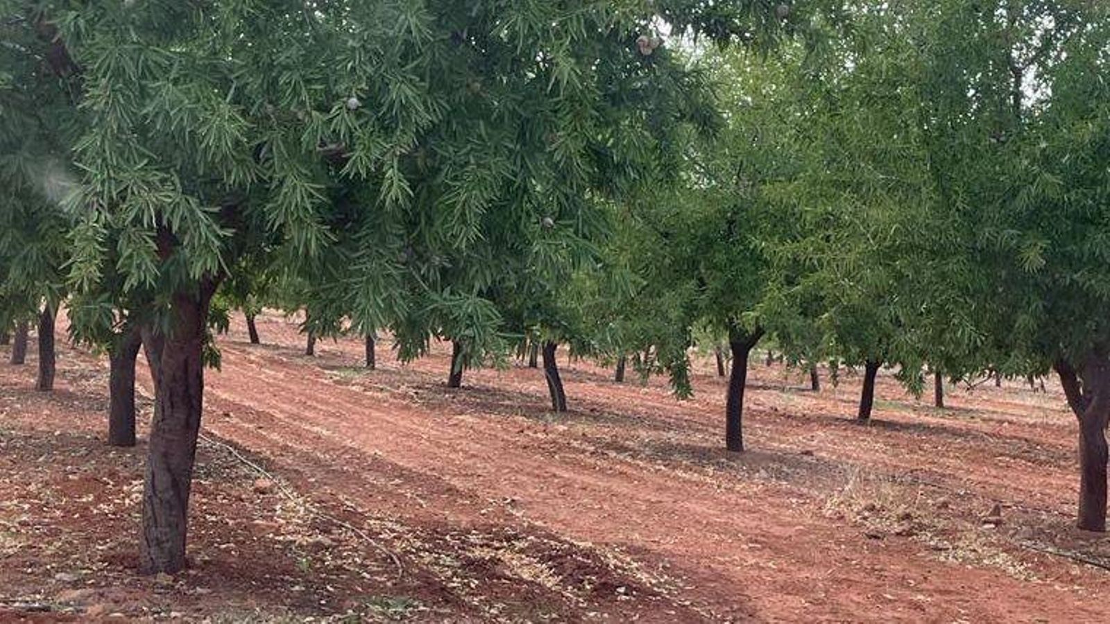 La reducció de la collita d'atmeles es deu les gelades d'abril, l'impacte de la sequera, les pluges prèvies i la falta d'hores de sol.