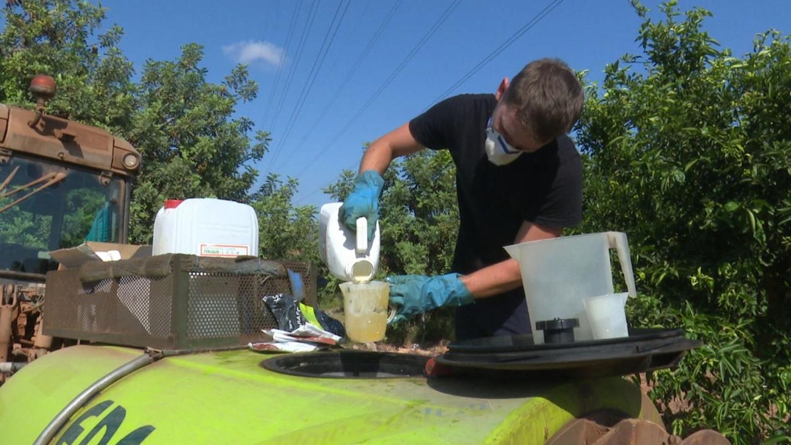 La plaga del cotonet agreuja la situació de la citricultura valenciana