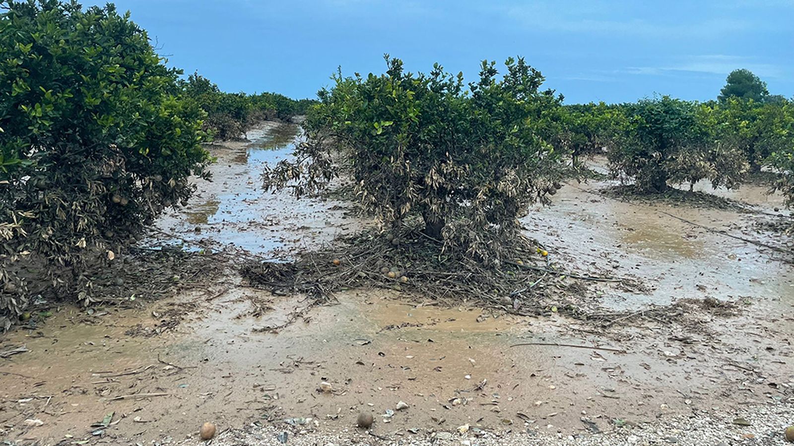 Danys de la DANA en cítrics a Tavernes