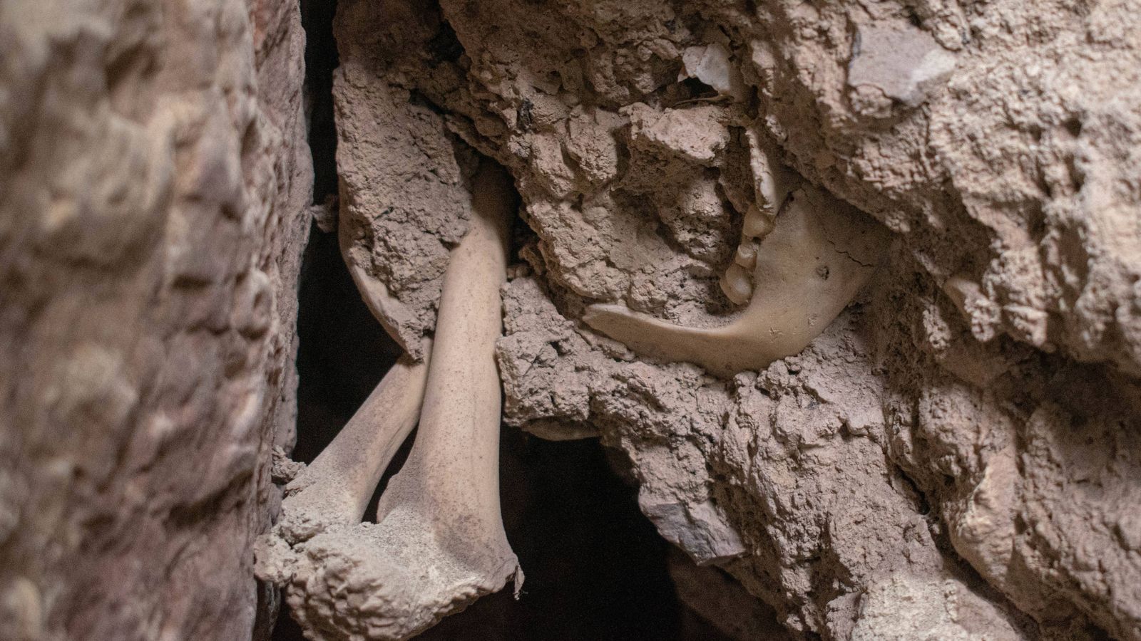 Detall d'una de les restes òssies trobades a la cova d'Absis del queixal del Castell de Morella