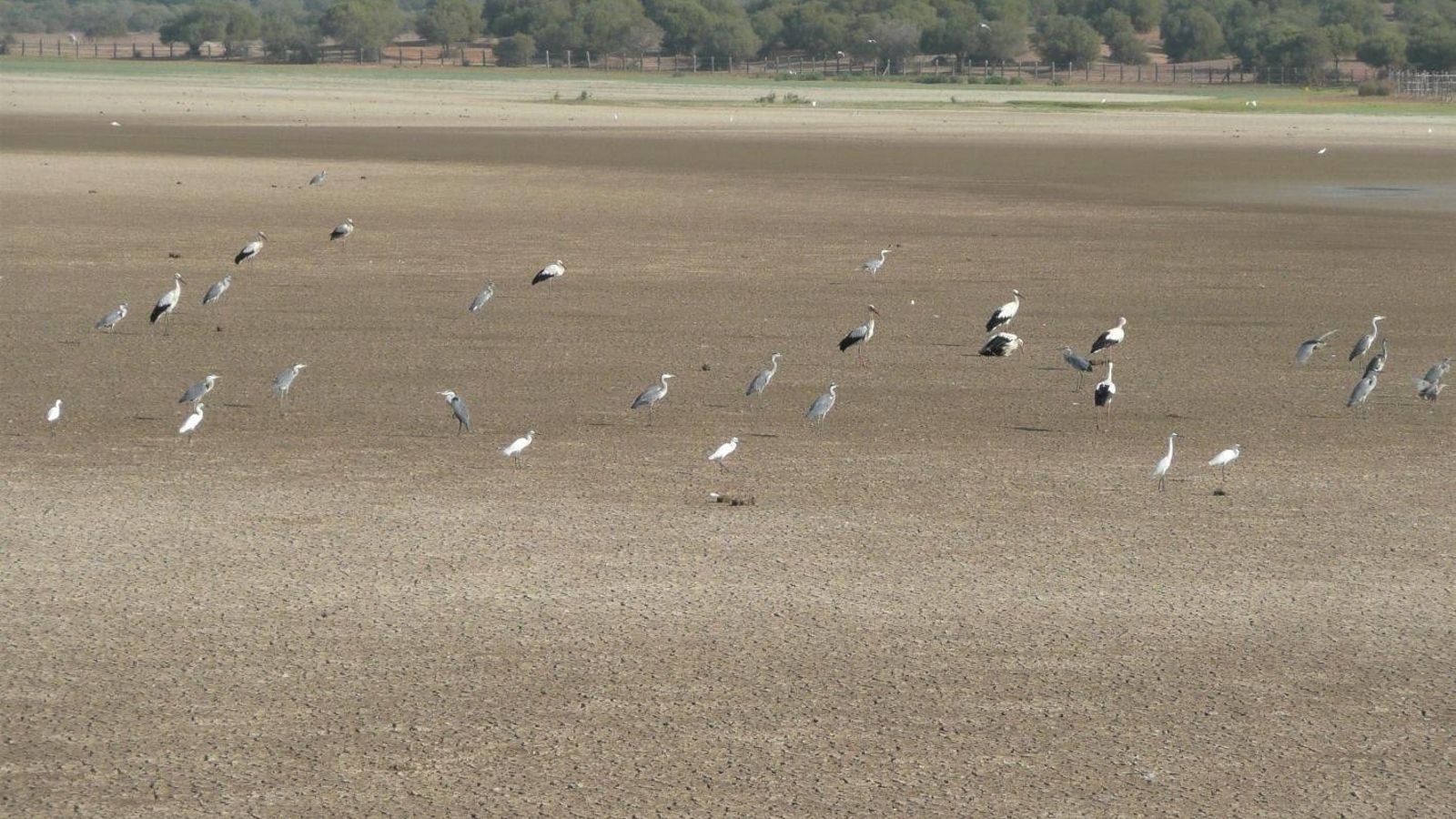 La marisma de El Rocío, a Doñana, seca en el mes de novembre de 2022