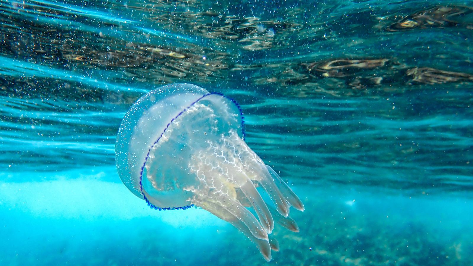 La plataforma MedusApp la plataforma ha rebut més de 6.000 albiraments Imatge d'arxiu d'una medusa