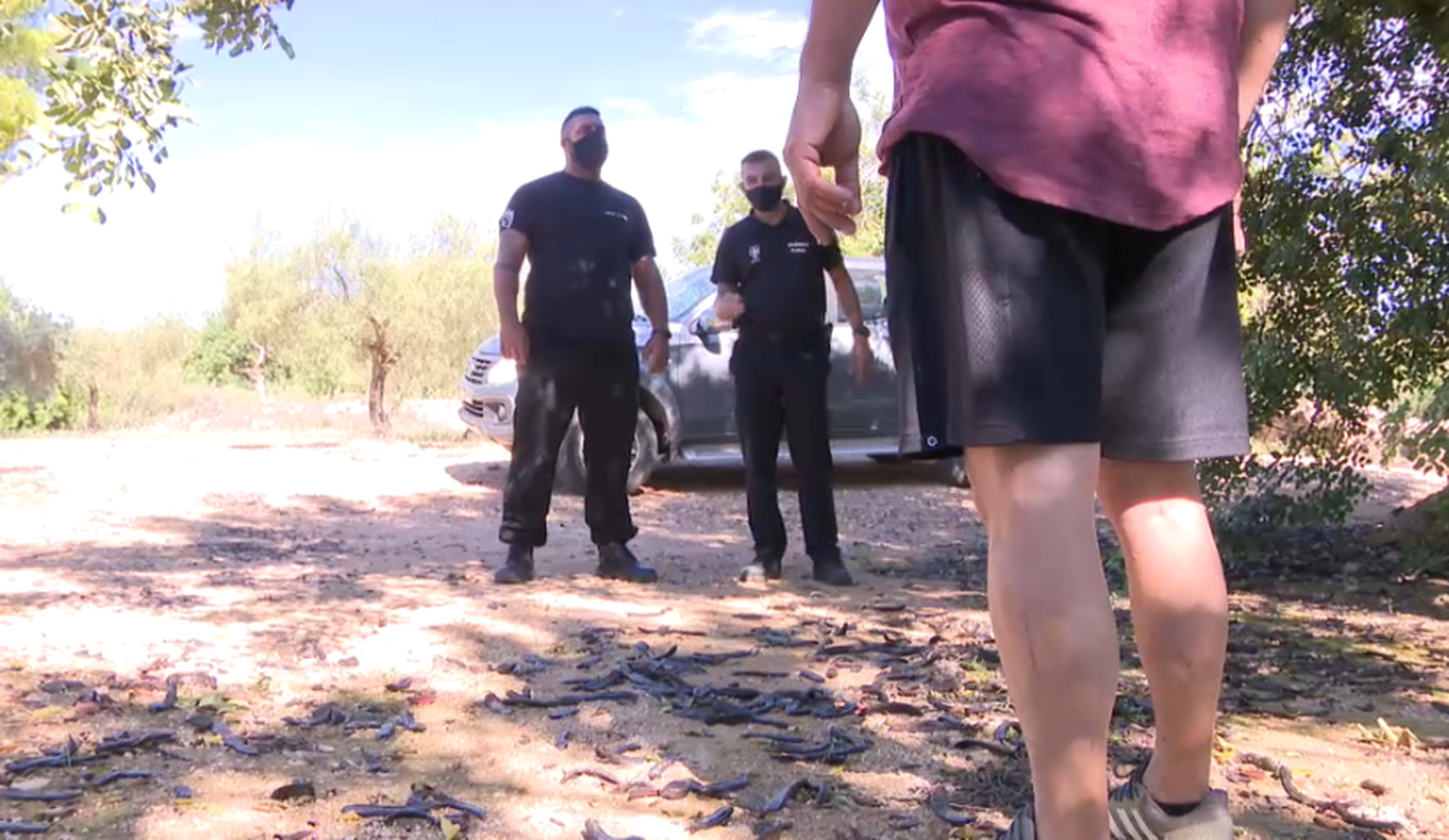 La seguretat privada vigilarà els cultius de garrofes